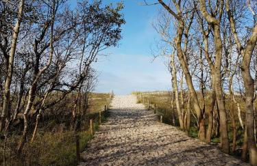 Sonnenstrahl im Küstenwald - Foto 16