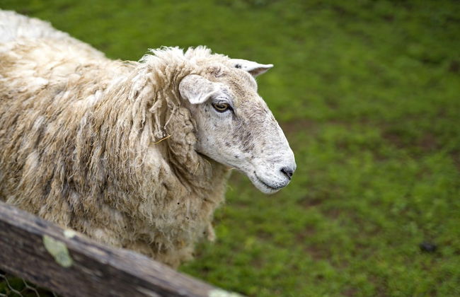 Mole Creek Cabins - Photo 75