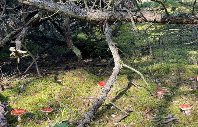 Luxury Retreat in Liseleje - By Traum Ferienwohnungen - Foto 7