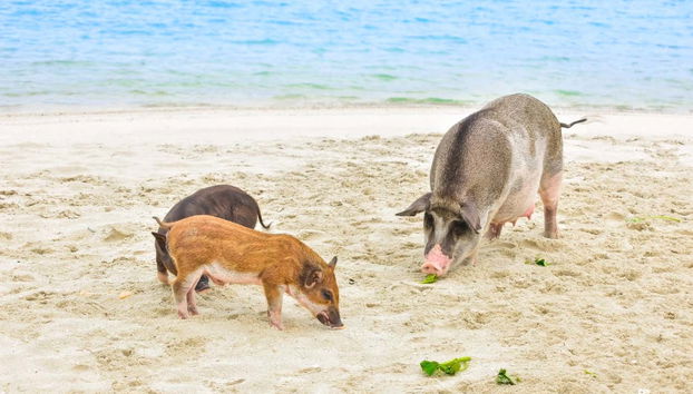 Escursione all'isola dei maiali e a Koh Teand - Foto 2