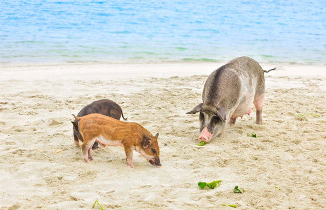 Escursione all'isola dei maiali e a Koh Teand - Foto 2