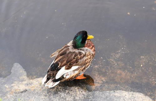 Vila Oceânica 1 - Foto 45