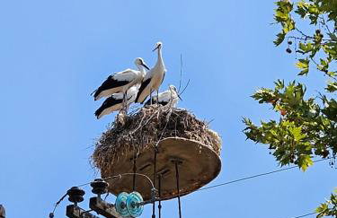 Villa Jolanta - Foto 28