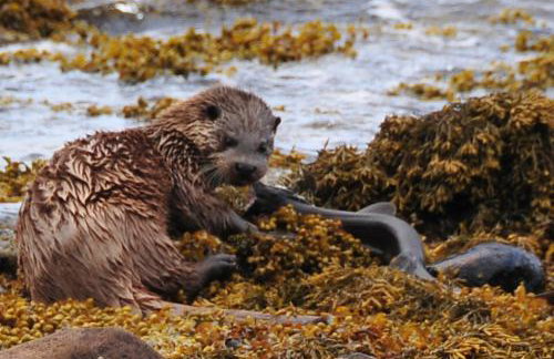 Pier Cottage, Applecross - Foto 11