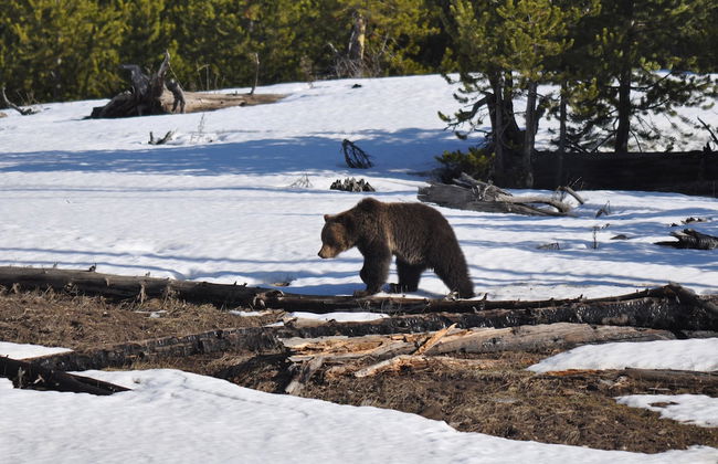 Grandma's Cabin - Foto 17