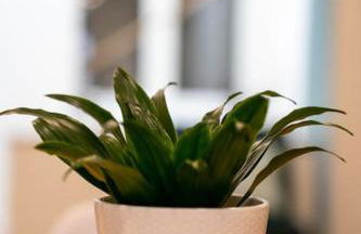 Peace & Loire - Foto 13