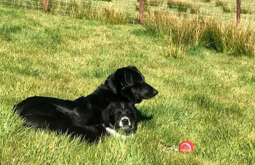 Granary Retreat for 2 inc shared Dog Field - Foto 28