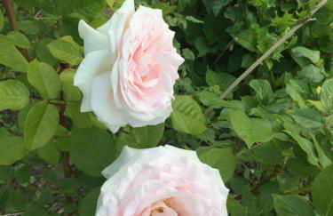 Paradiso sul lago - Foto 43