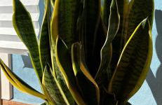 Residenza Parco Gioeni - Foto 39