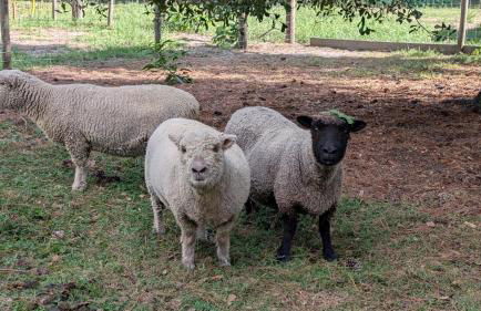 Highland Cow Glamping in a Cozy King Bed Wagon - Foto 16