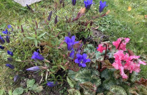 Maison Eglantine - Photo 38