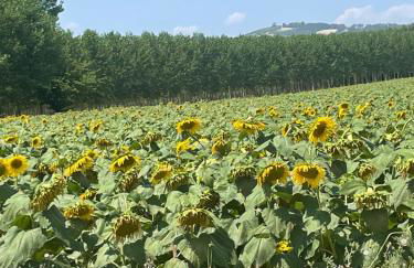 Charming two bedroom house - Foto 31