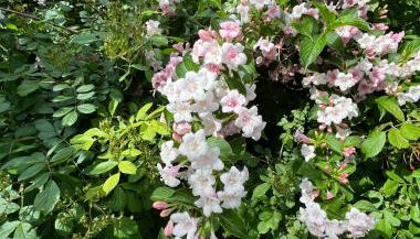 Palmen Apartment direkt in Bad Aibling - Foto 3