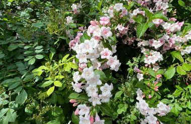 Palmen Apartment direkt in Bad Aibling - Foto 3