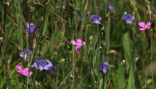 Two apartments in one house - Ferienhaus Matz - Foto 4