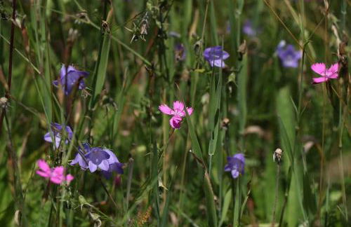 Two apartments in one house - Ferienhaus Matz - Foto 4