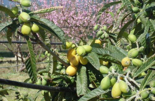 Stella Di Sicilia - Foto 26