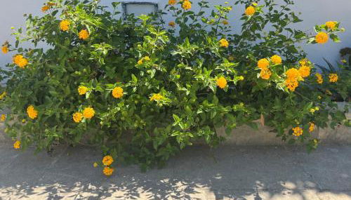 Villino Monte Sant'Angelo - Foto 5, Garden