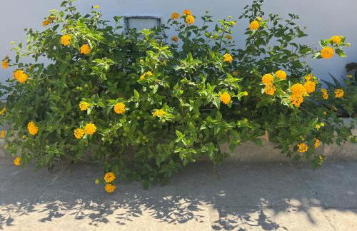 Villino Monte Sant'Angelo - Foto 5