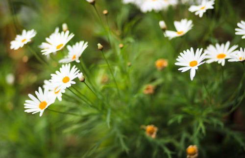 Casa da Portada - Foto 14