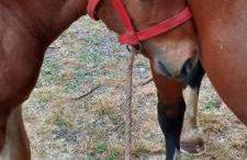 La hervuerie - Foto 10