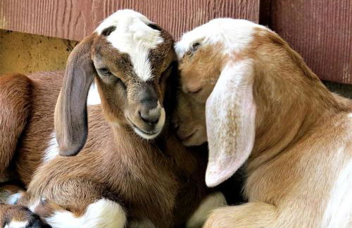 Historic Cabin near Luray Caverns Perfect for a Family Vacation in Virginia - Foto 12