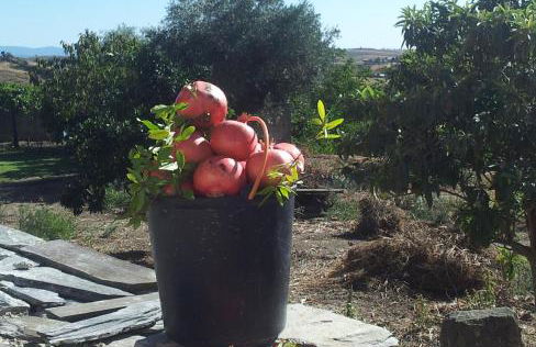 Moinho das Eiras - Foto 25