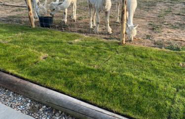 Apple Blues Farm - Foto 39