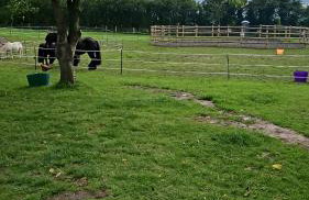 Tranquil Equestrian Escape - Sleeps 2 - Foto 20