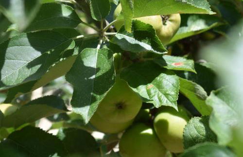 HOME L'UPUPA AMIATA - Foto 40