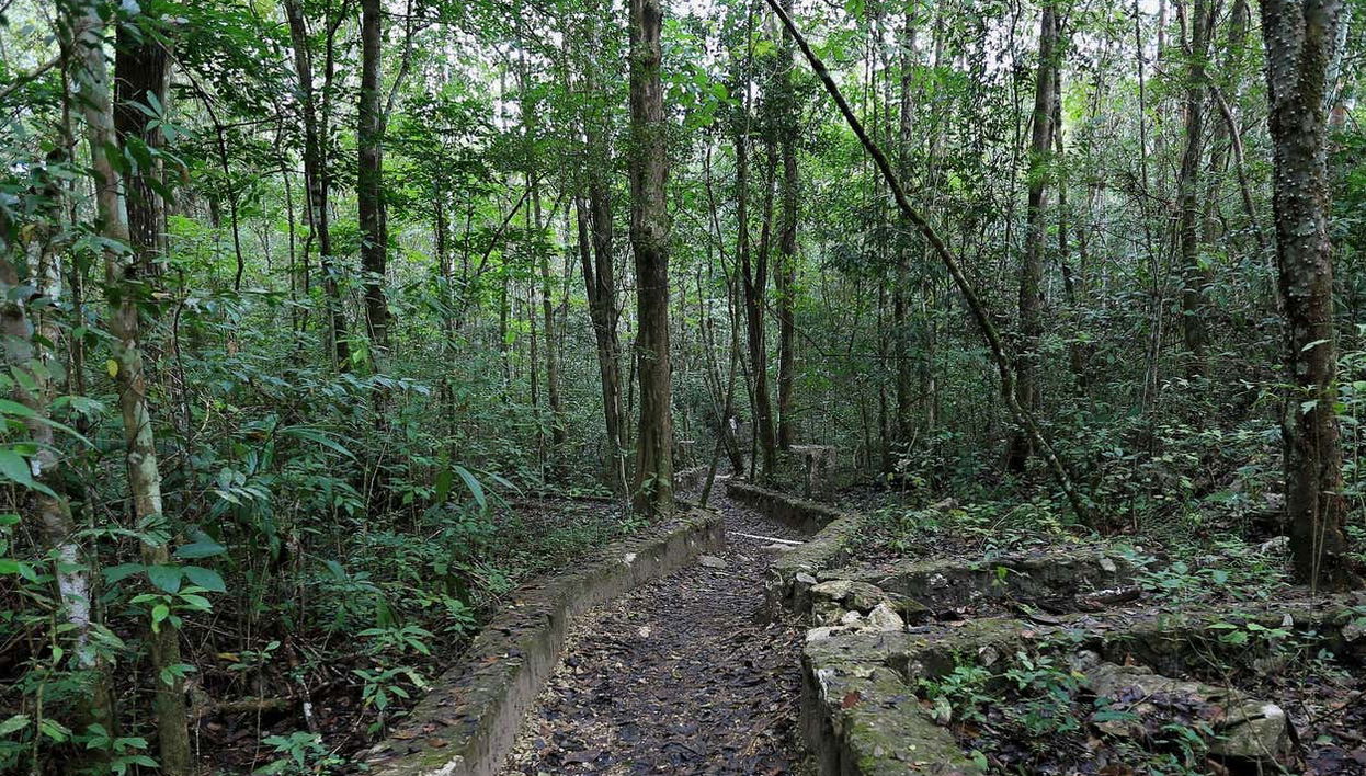 Paysages de la jungle Lacandone