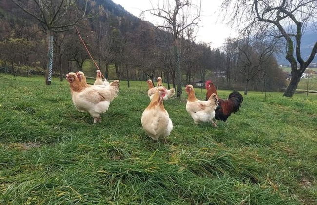 Holiday on an Organic Farm in Hart im Zillertal - Foto 19