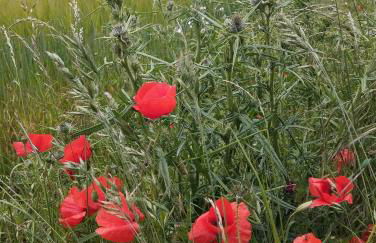 "Haus Ulla" - Foto 67