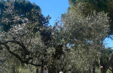 Adamasseria - Foto 6