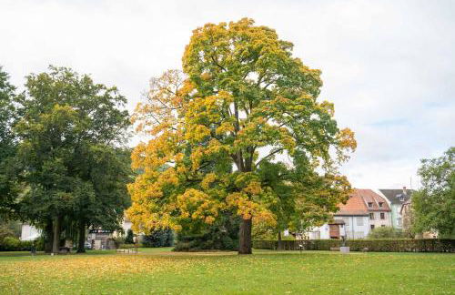Grand Mobil Home 6 personnes climatisé avec 3 chambres et 2 salles de bains à Munster en Alsace - Foto 44