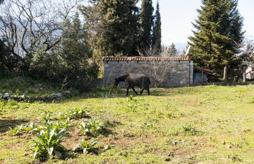 Raise Polydrosos Mountain stay - Foto 24