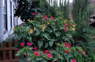 Casa do Sr. Falcão - Foto 54