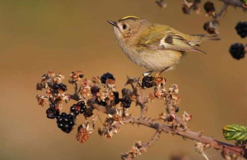 The Old Mill Cottage - Foto 71