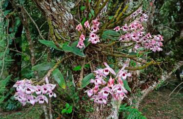 Chácara das Flores - Foto 30