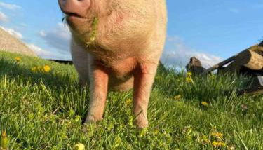 Bourbon Trail Cabin on the Farm - Foto 3