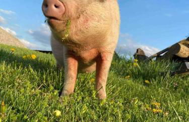 Bourbon Trail Cabin on the Farm - Foto 3