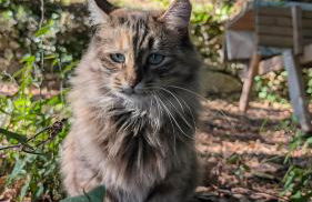 La Rose et Le Loup Gîte Éco-vintage - Foto 41
