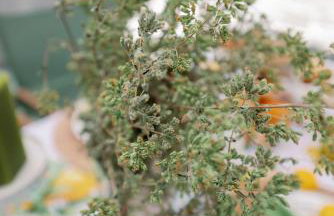 Armonia Pramanta Mountain Tzoumerka - Photo 20