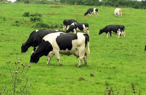 2 Bed in Bodmin oc-chest - Foto 18