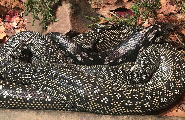 WILD LIFE Sydney Entrance Ticket - Foto 7