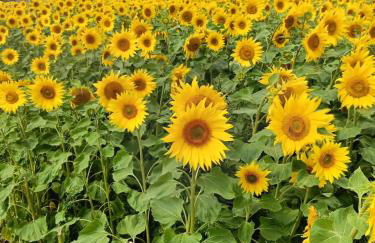 3 Bed Countryside Cottage in Harrogate with free parking and strong wifi - Photo 46