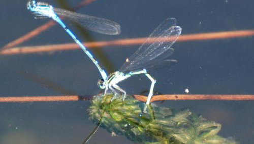 Lakeview Cottage - Photo 2