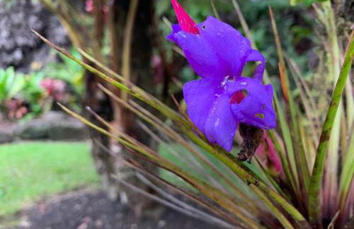 Hau'oli Place Tiki Cottage in Volcano - Foto 37