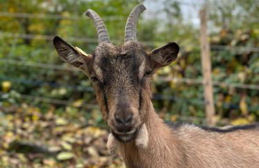 Ferienwohnung “Mount Meißner” - Foto 12