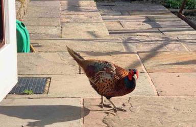 Sunset View one bedroom luxury cottage in an idyllic setting - Foto 58